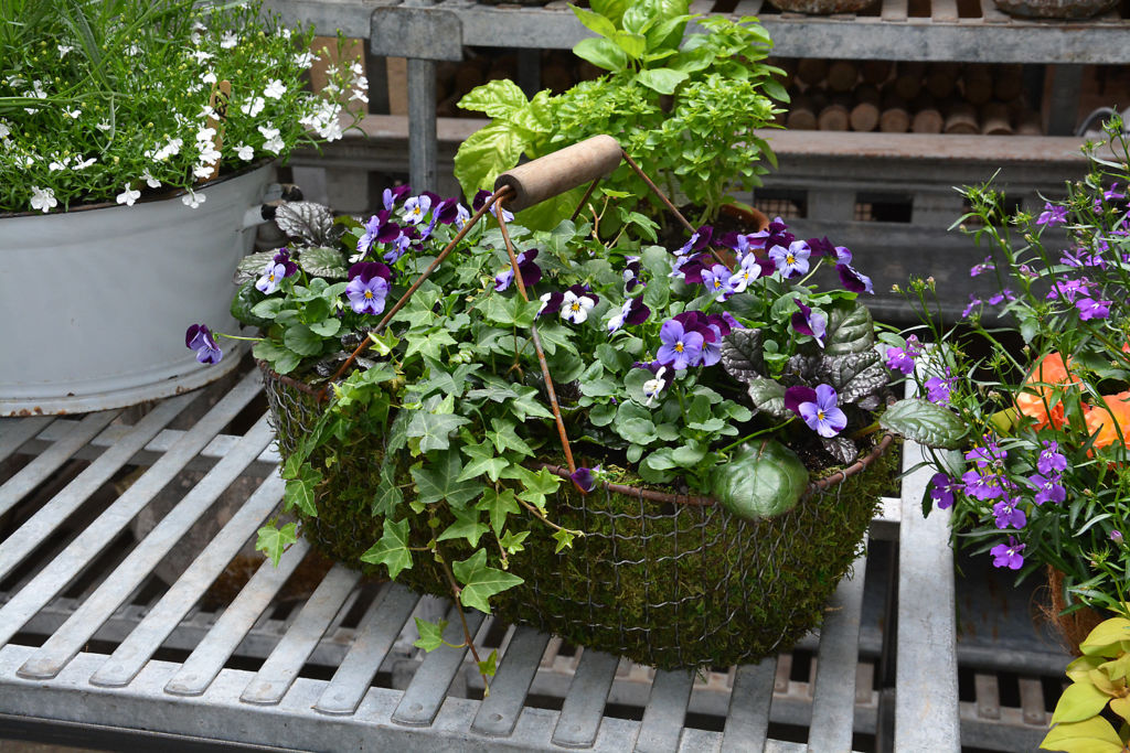 Moss Lined Basket with Ivy, Violas, and Ajuga Detroit Garden Works