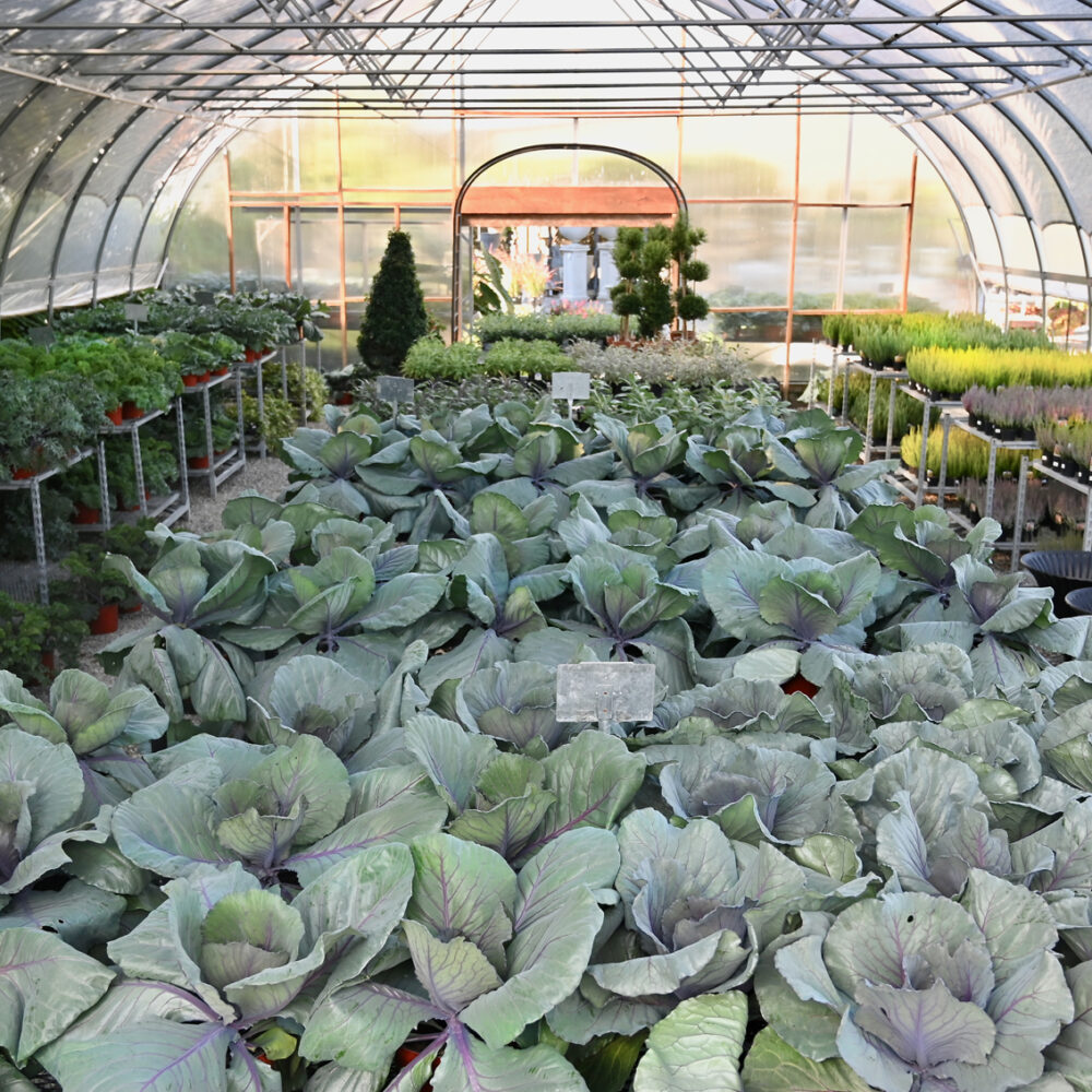 Seasonal Plant Material
