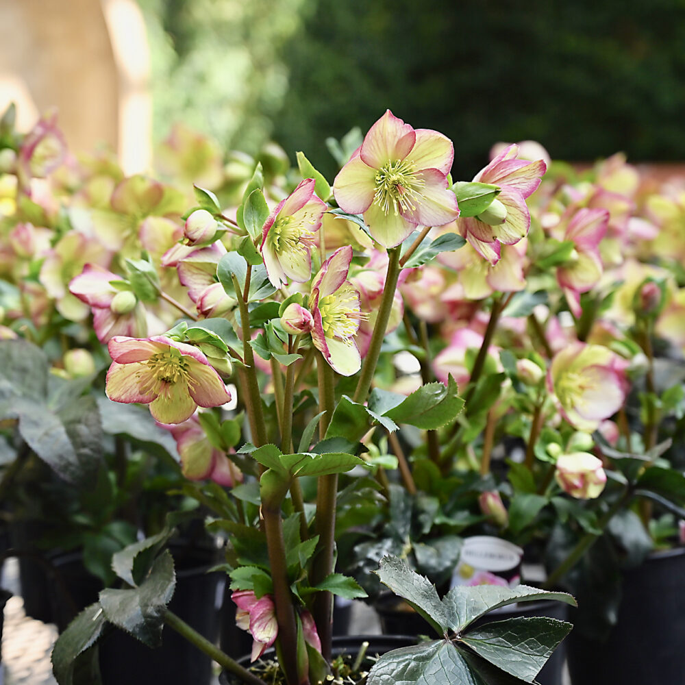 Seasonal Plant Material