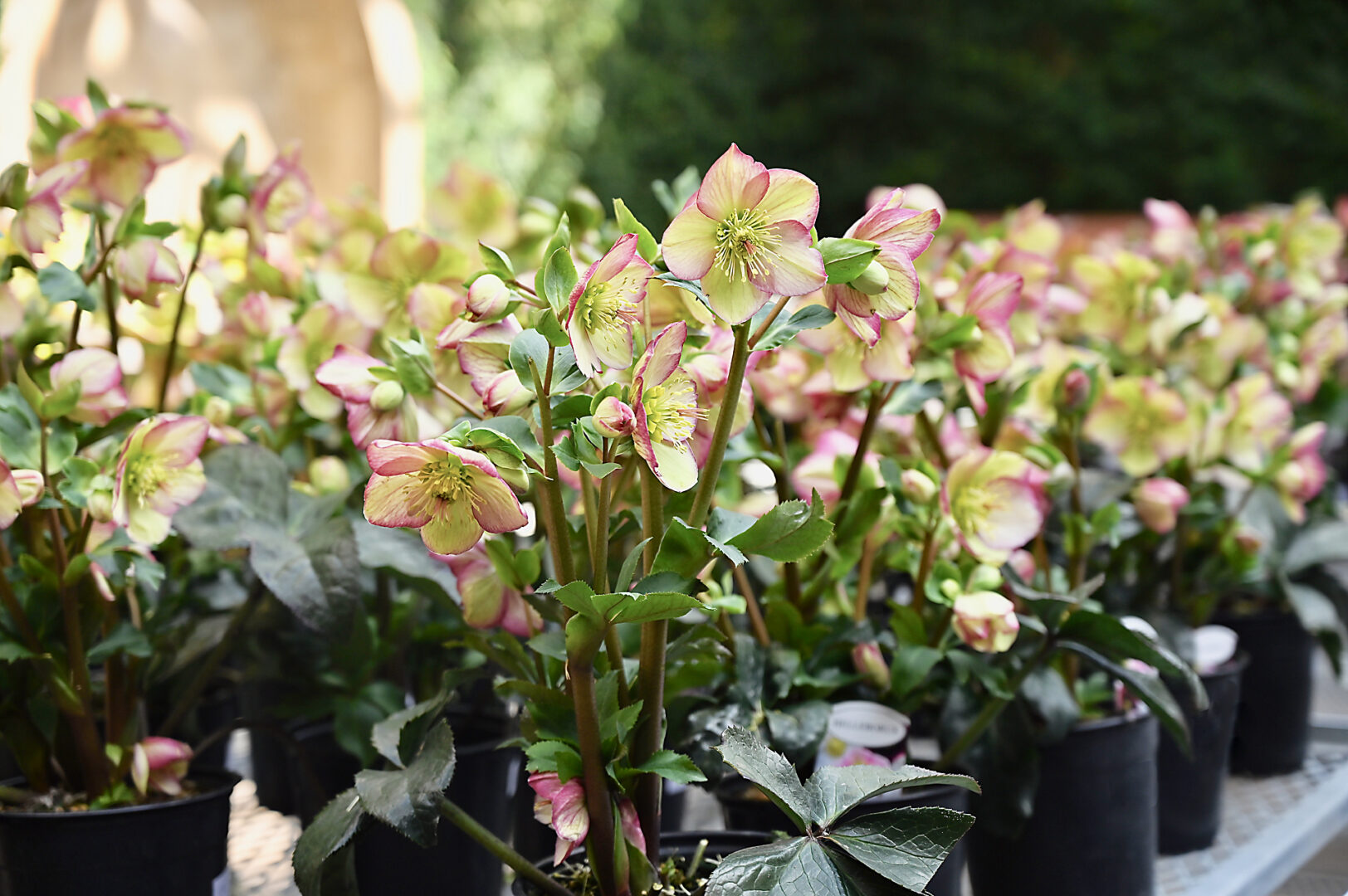 Seasonal Plant Material