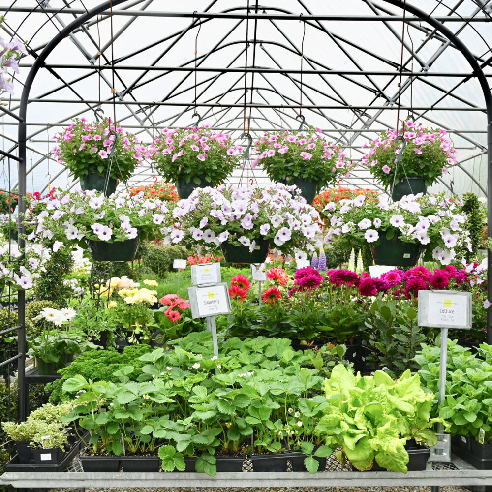 Seasonal Plant Material