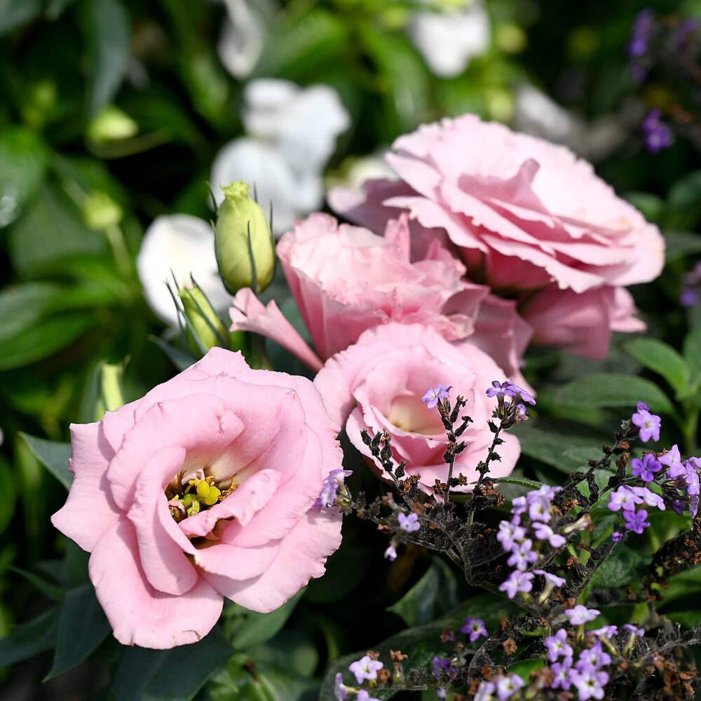 Seasonal Plant Material