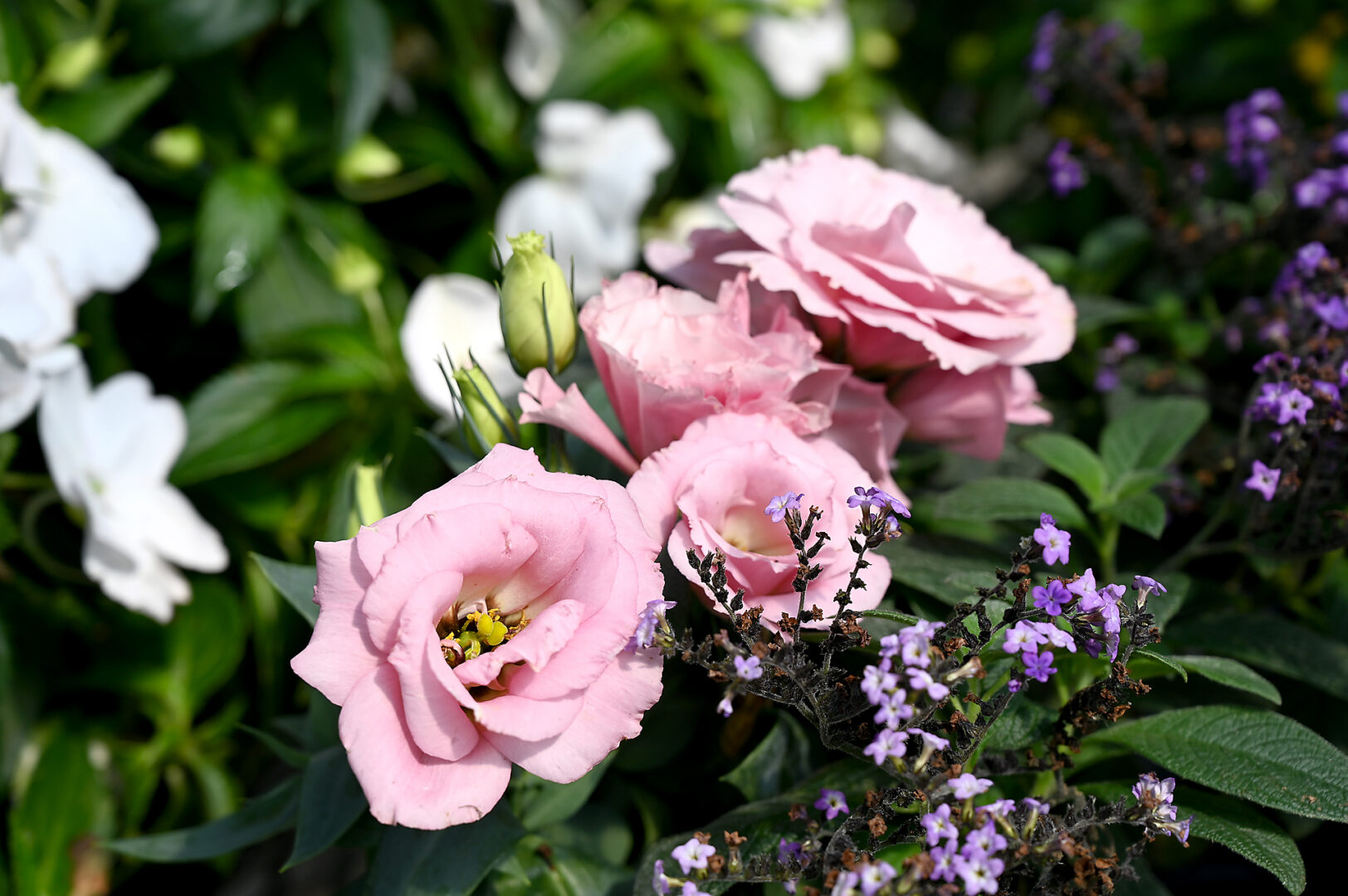 Seasonal Plant Material