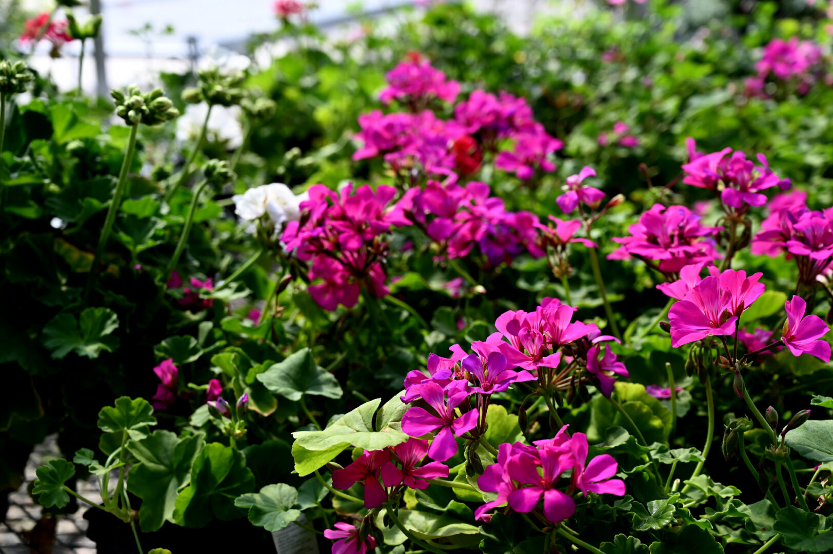 Detroit Garden Works