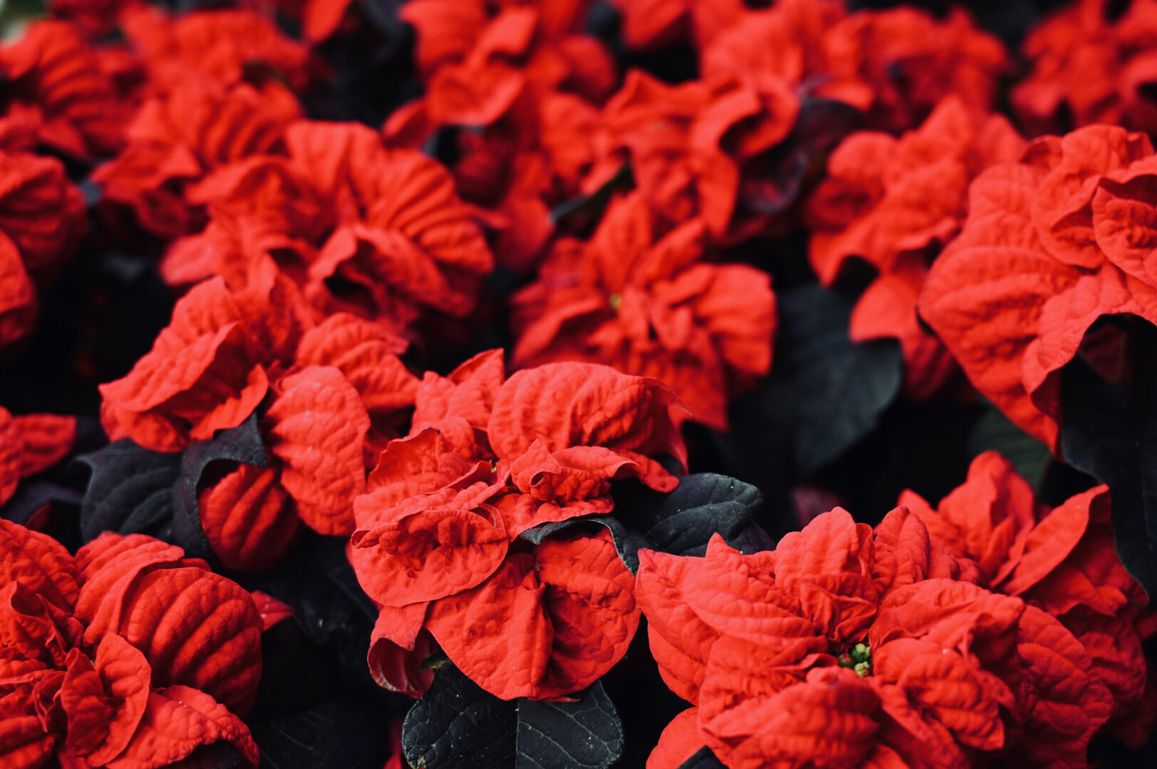 Detroit Garden Works