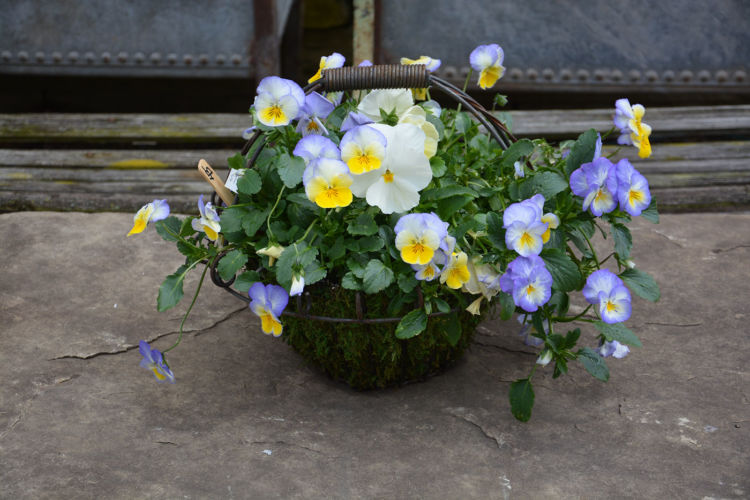 Wire Basket Detroit Garden Works