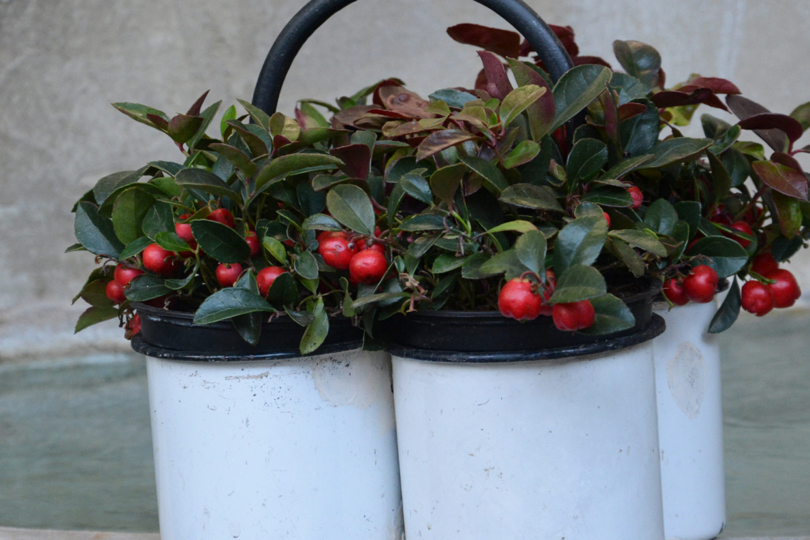 Detroit Garden Works