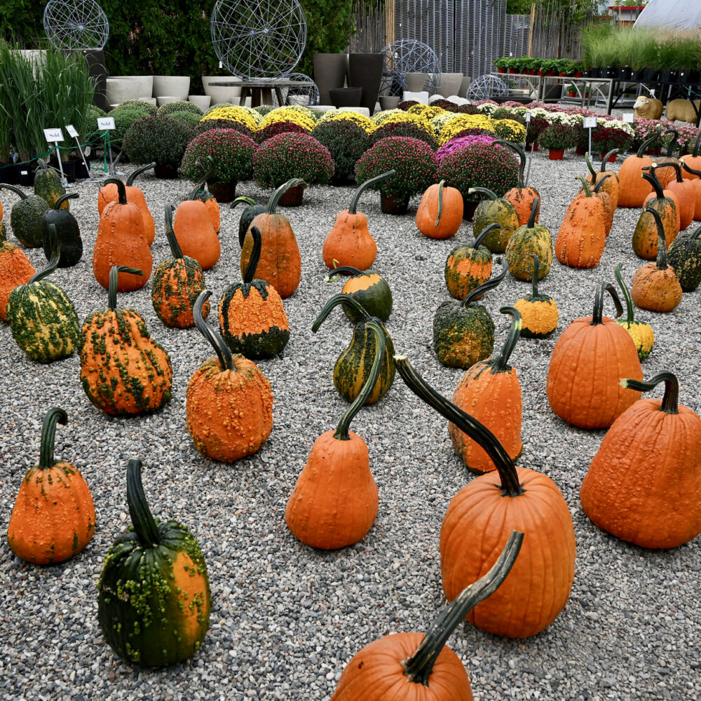 Pumpkins