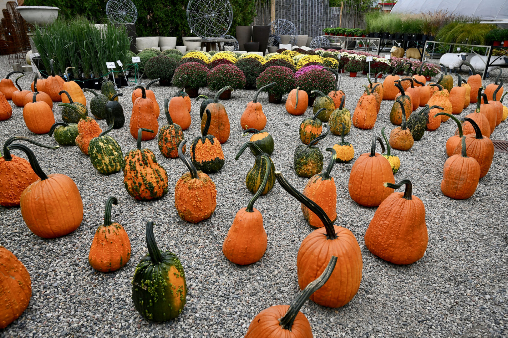 Pumpkins