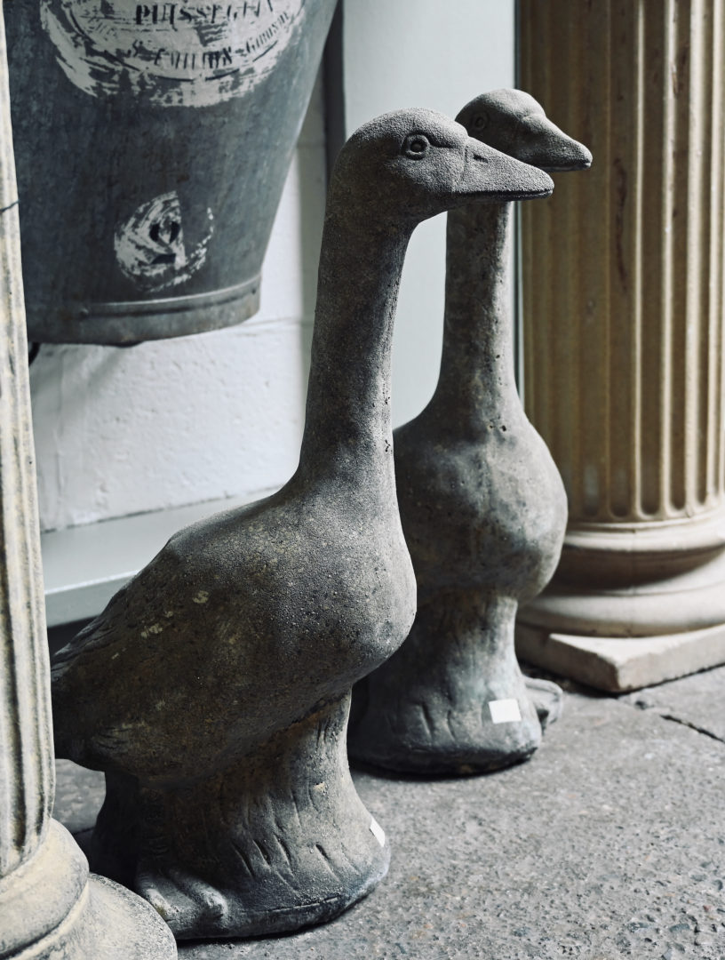 English Goose