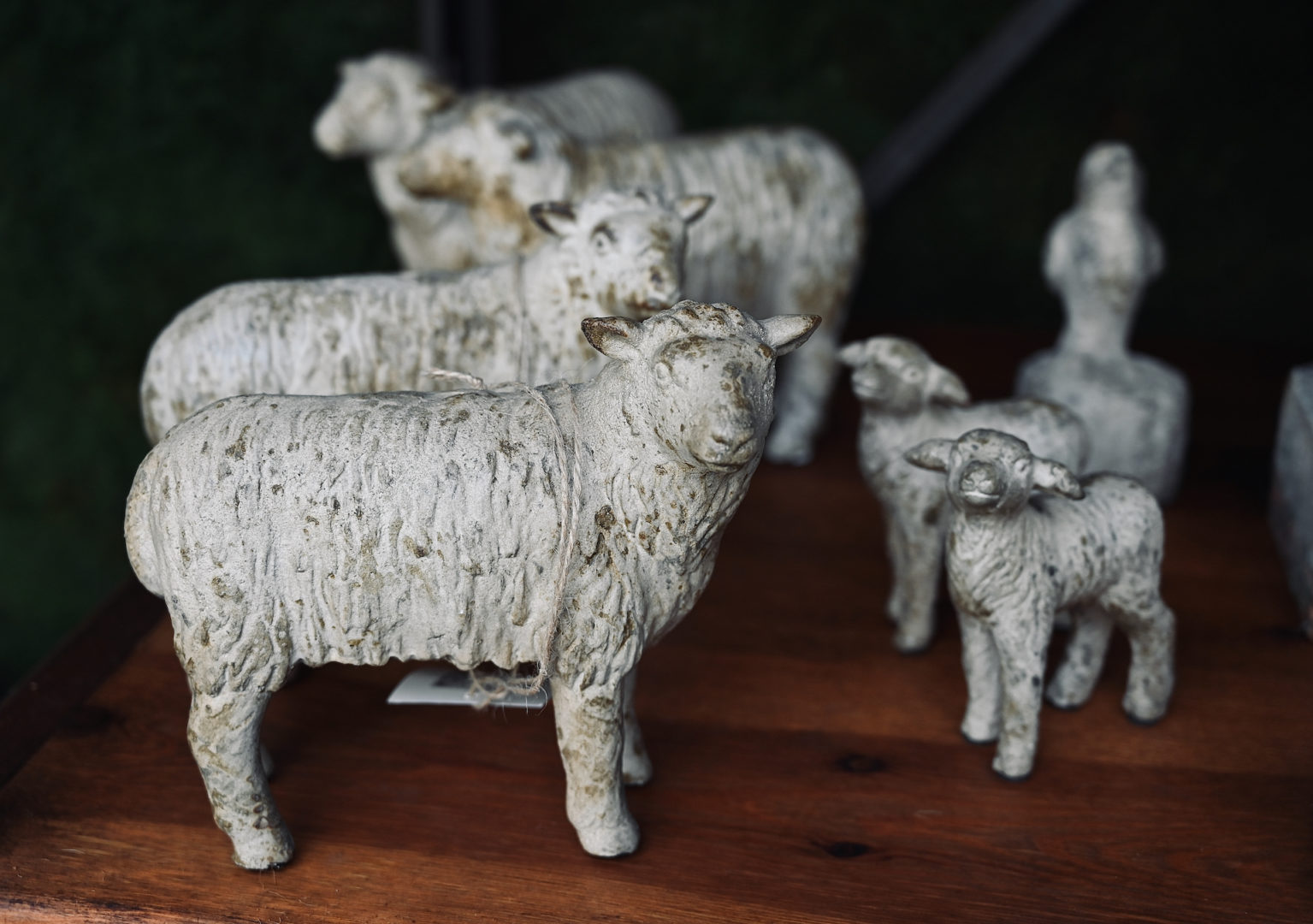 Sheep Family Flock