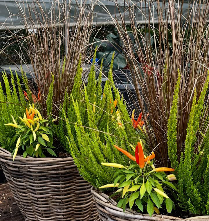 Shop: Containers | Detroit Garden Works
