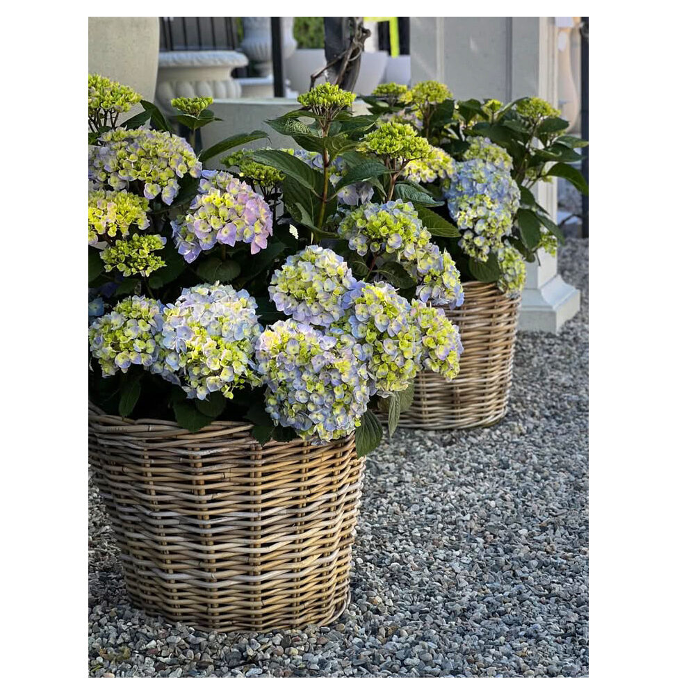Planted Seasonal Pots
