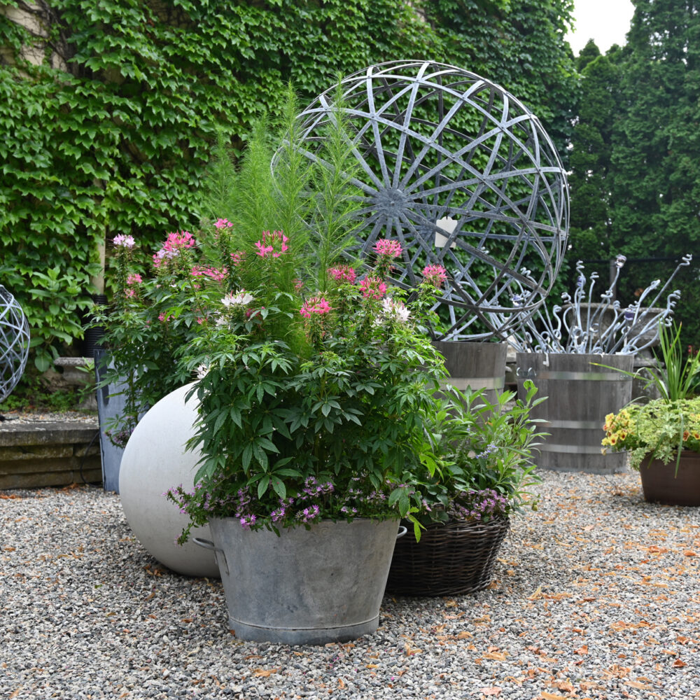 Planted Seasonal Pots