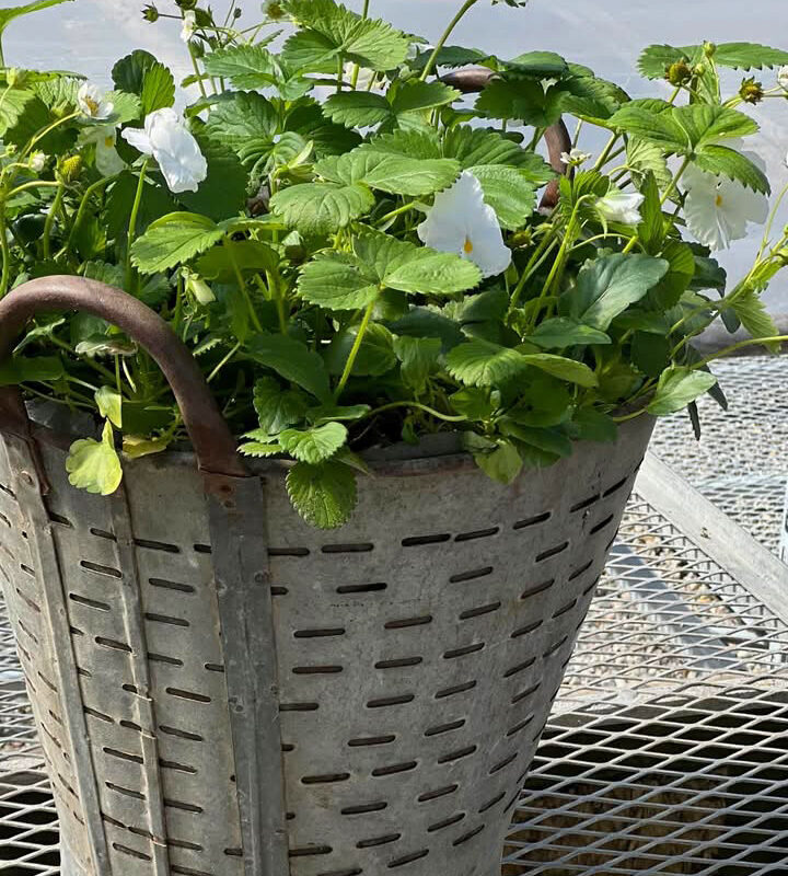 Detroit Garden Works