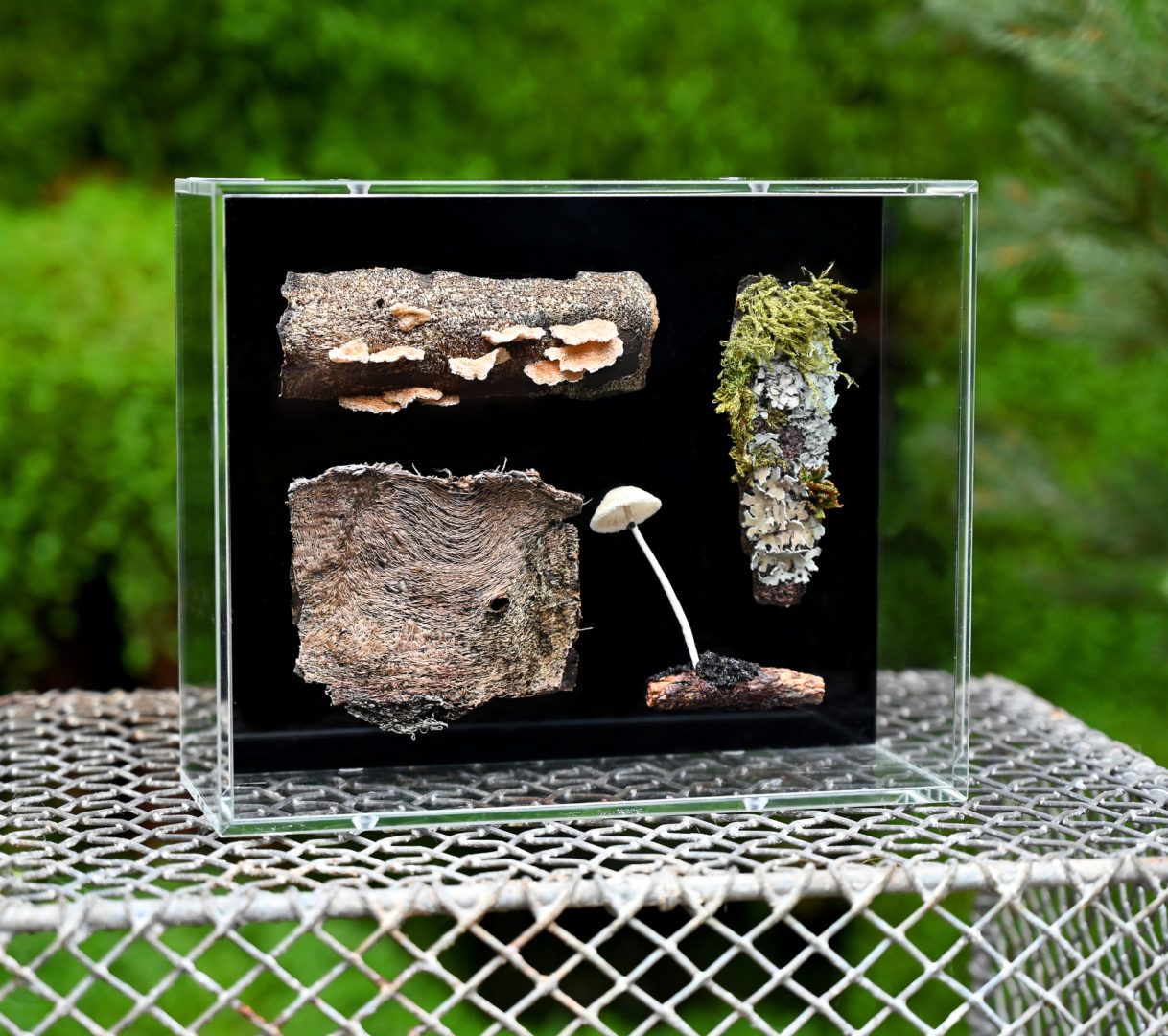 Amanda Cobbett Sculpture – Plicaturopsis crispa, Betula, Amblystegium serpens, Punctelia subrudecta, Hypotrachyna revoluta, Mycena rorida