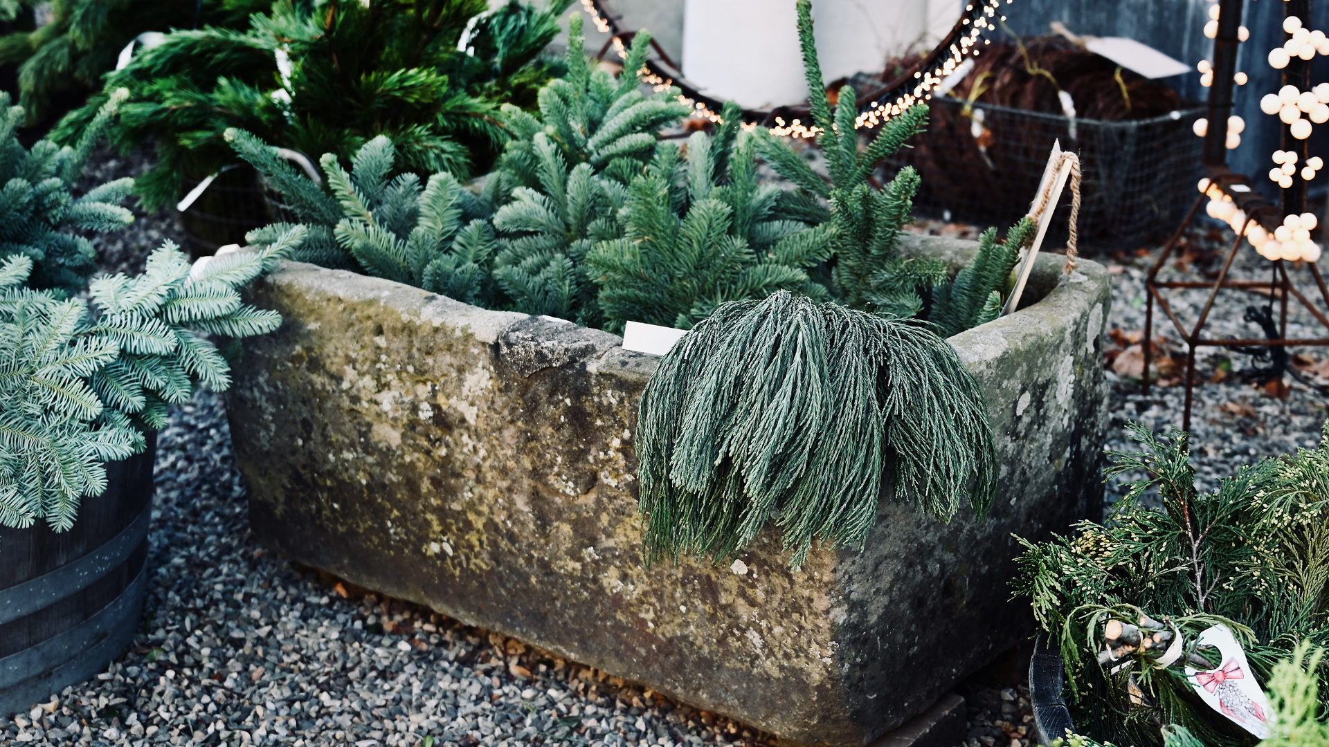 Noble Fir and Sequoia at Home in an Antique Trough - Detroit Garden Works