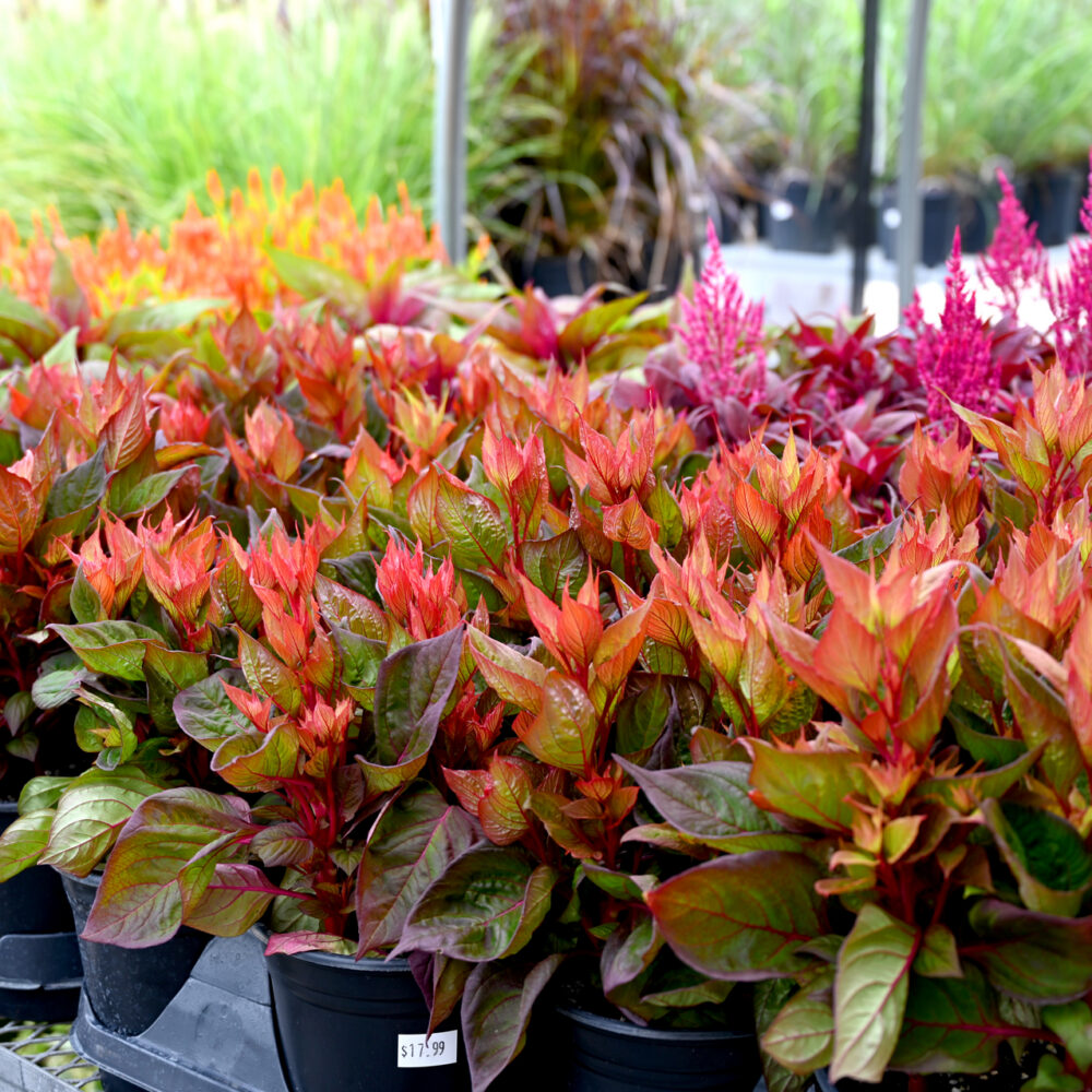 Seasonal Plant Material