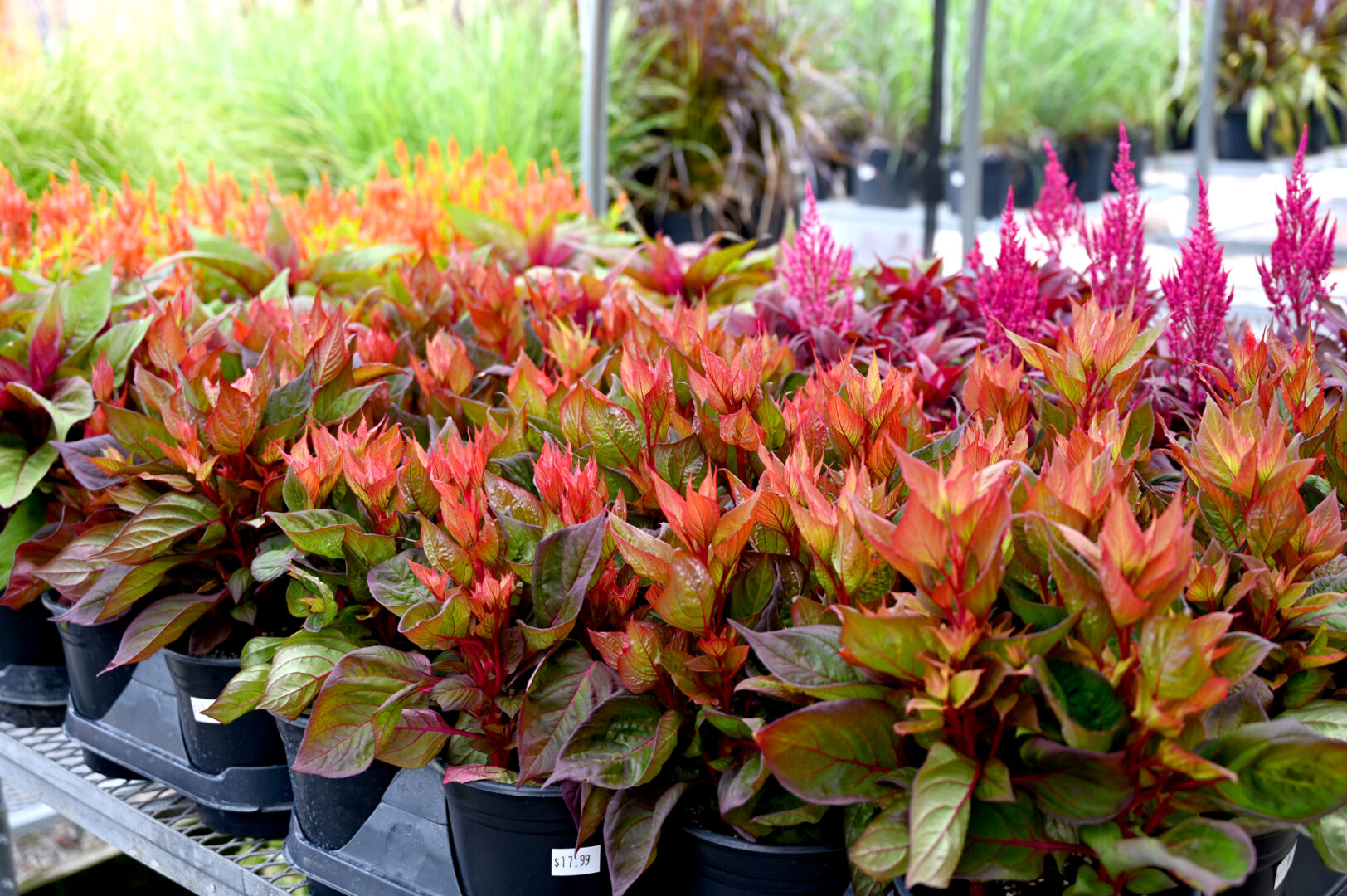 Seasonal Plant Material