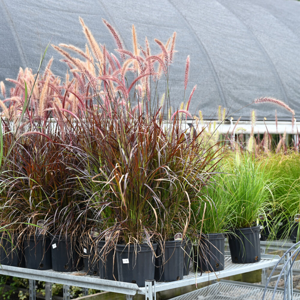 Ornamental Grasses