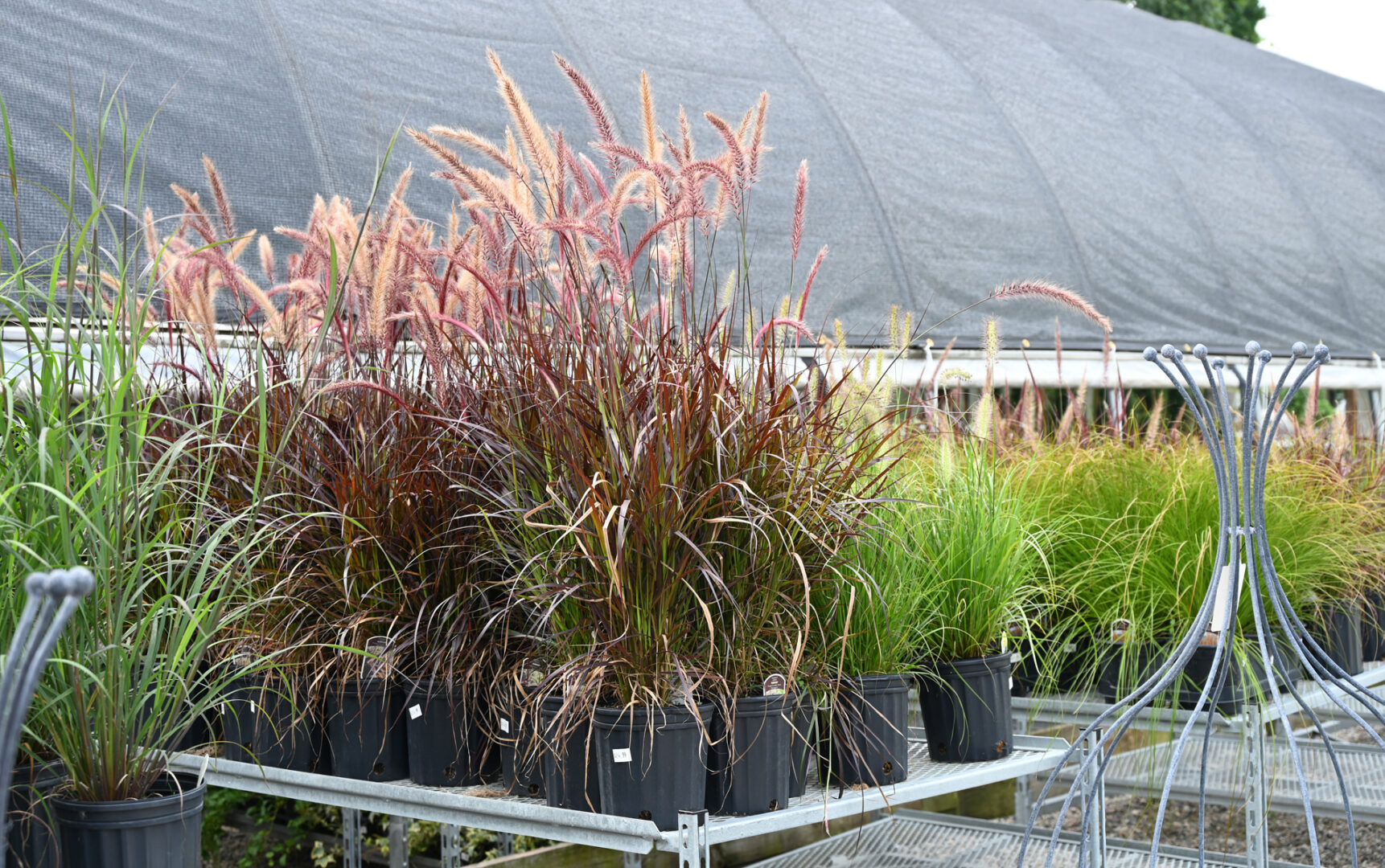 Ornamental Grasses