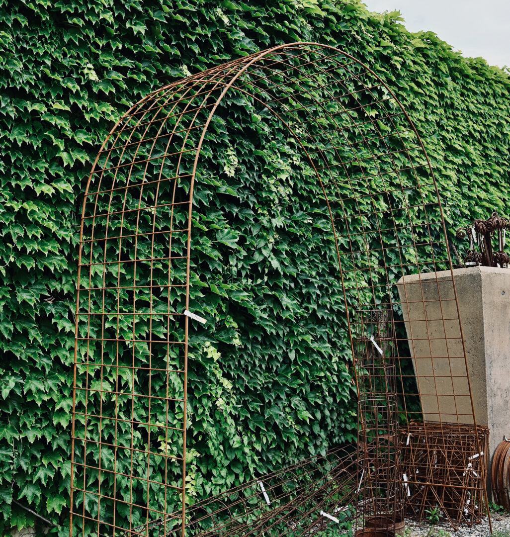 Arched Steel Arbor