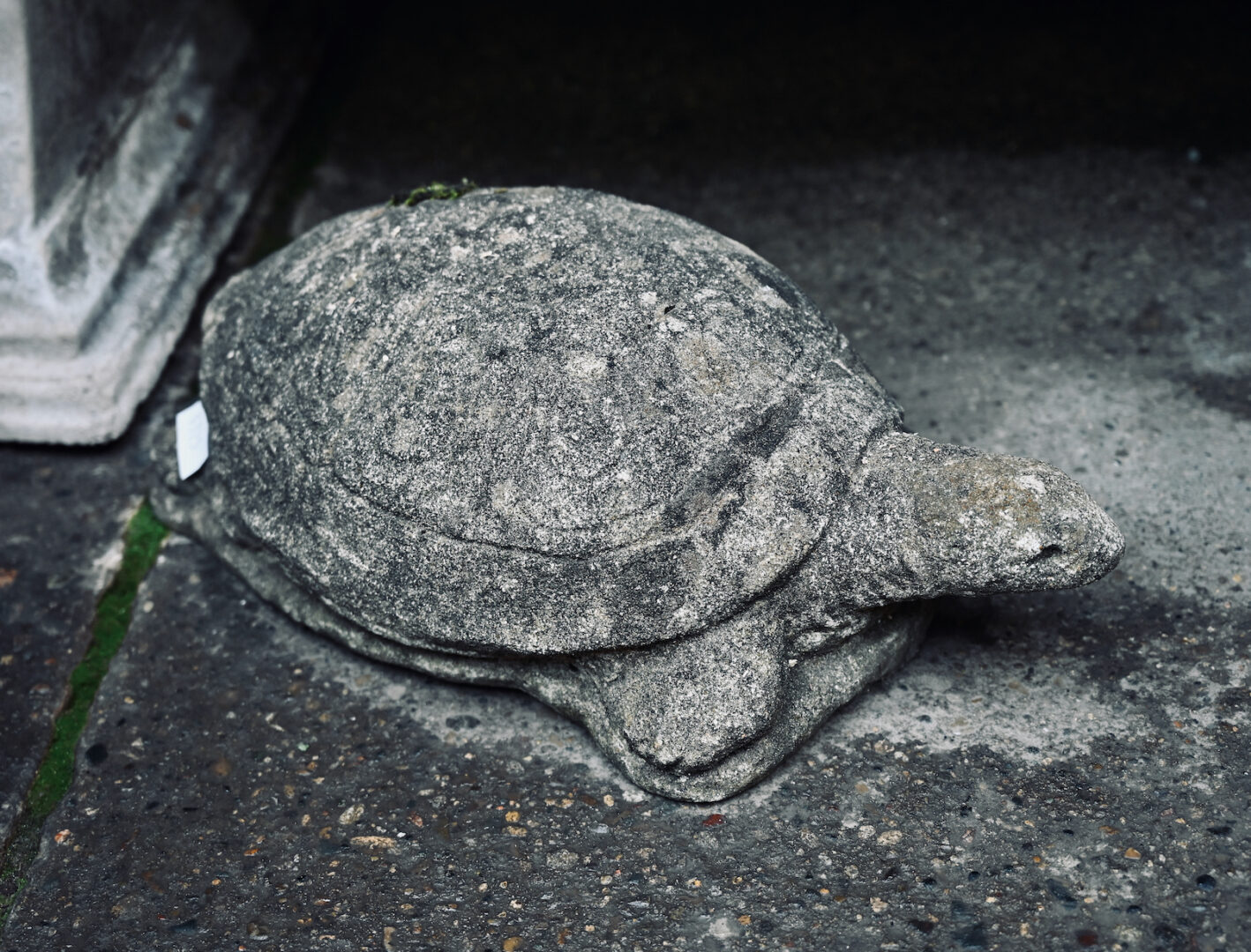 English Stone Turtle