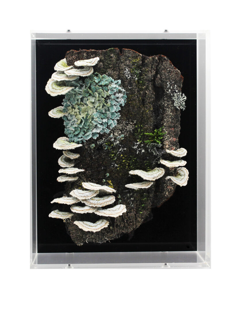 Amanda Cobbett Sculpture – Bark, fungi and lichen