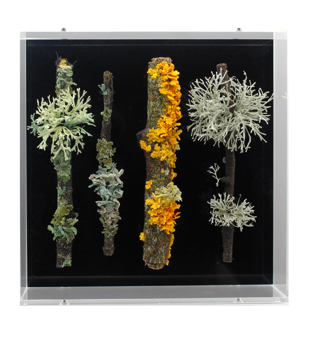 Amanda Cobbett Sculpture – Twigs x 4 with lichen and fungi