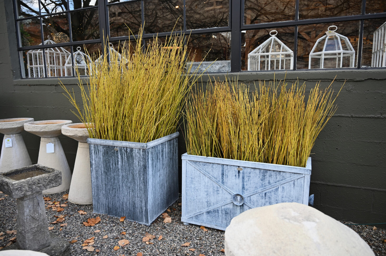 Fresh Cut Yellow Dogwood Twigs