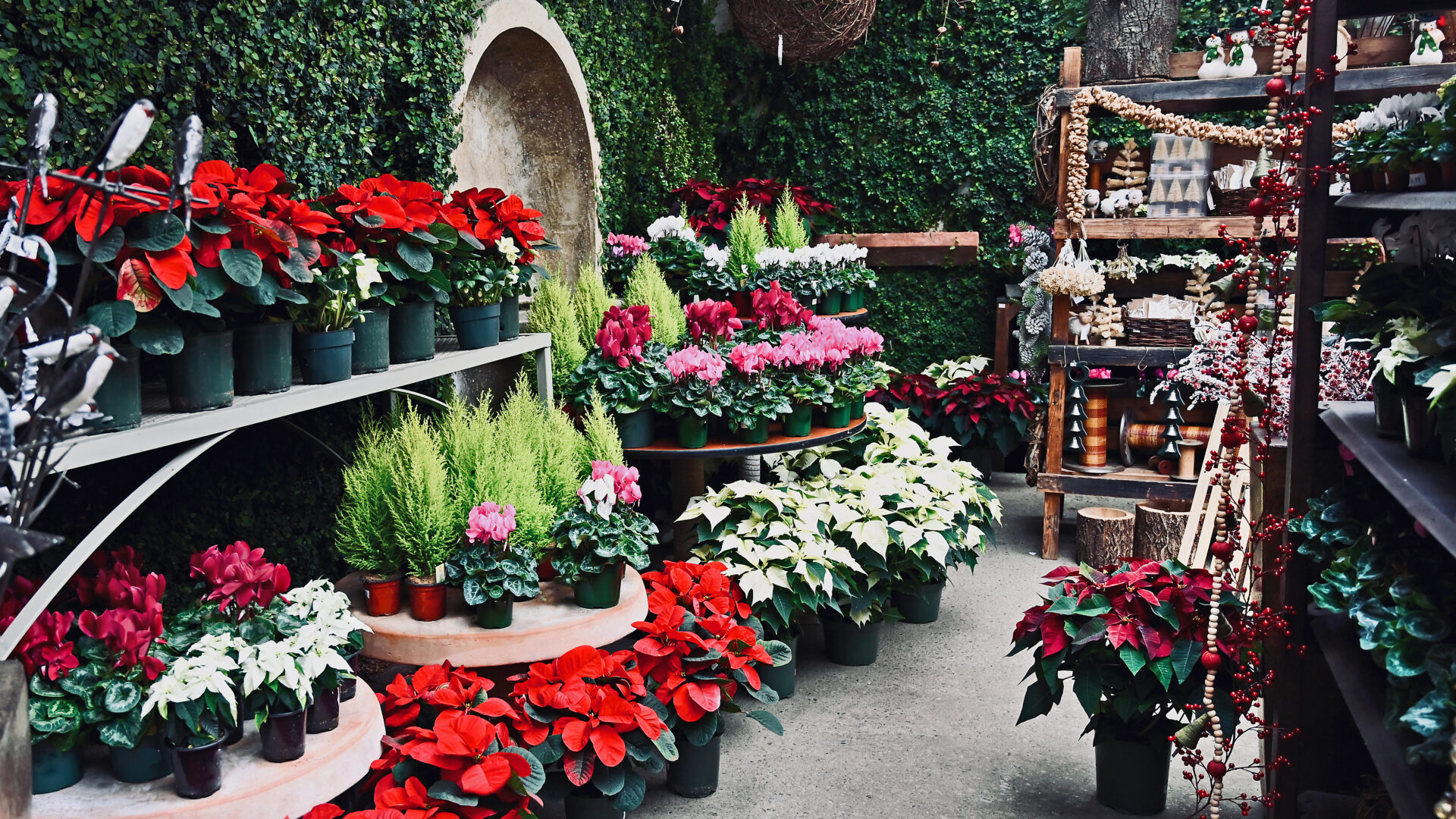 Poinsettias, Lemon Cypress & Cyclamen - Detroit Garden Works