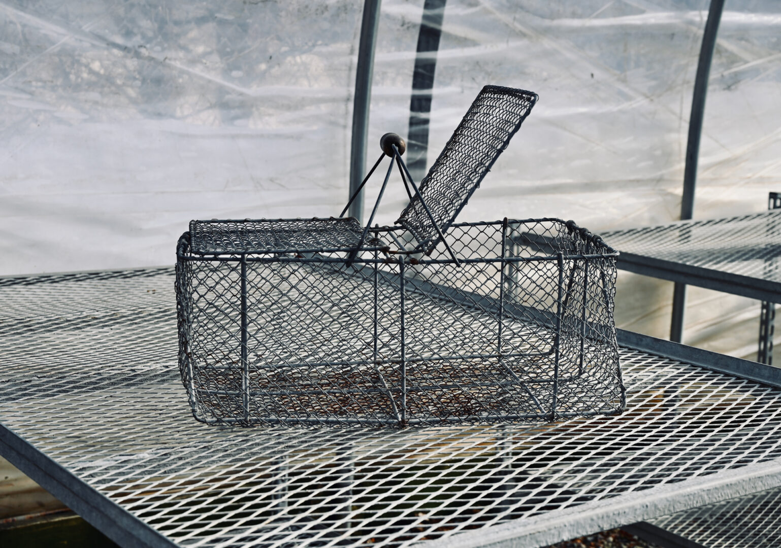 French Shellfish Basket