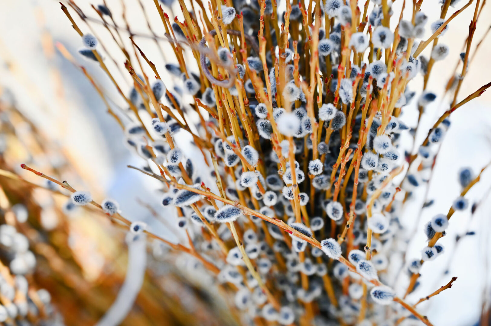 Detroit Garden Works