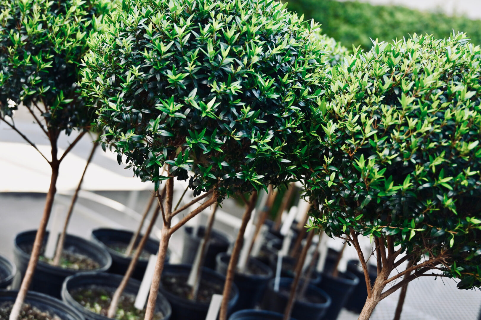 Topiaries