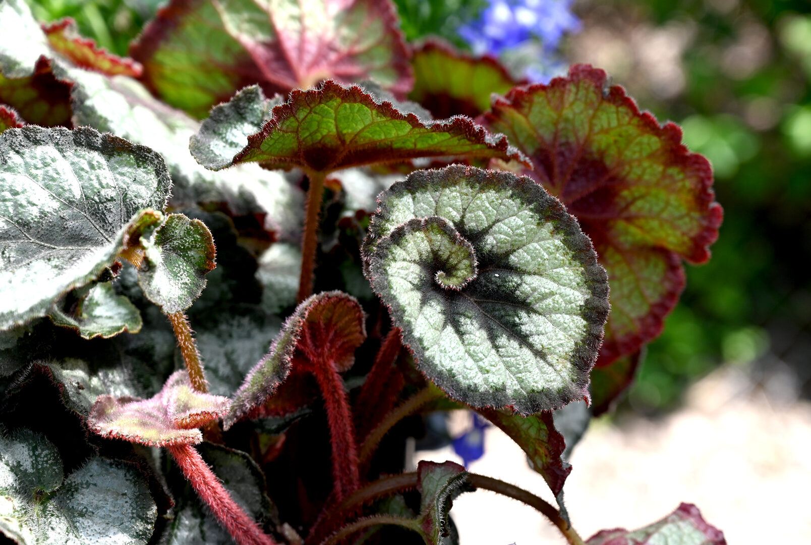 Detroit Garden Works