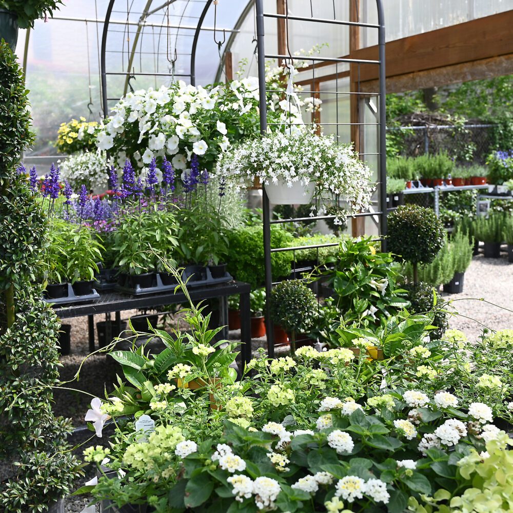 Seasonal Plant Material