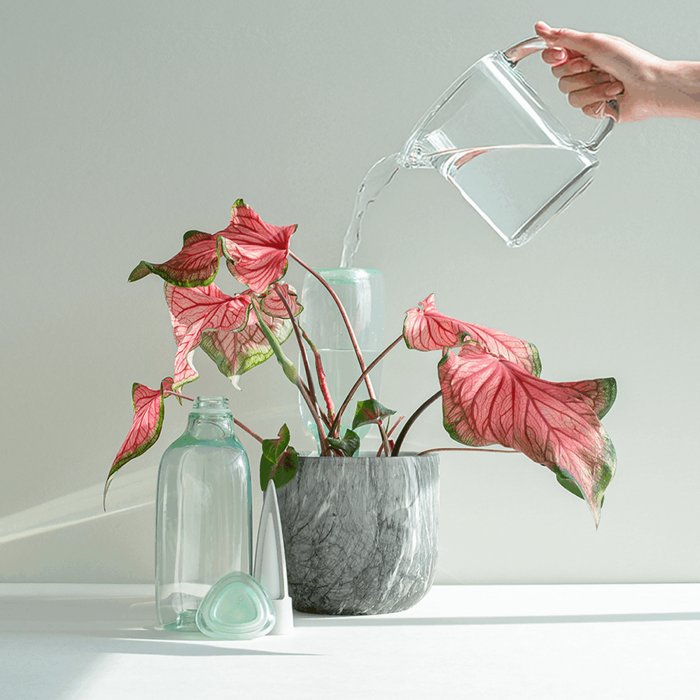 Cowbell Self-Watering Plant Care Kit