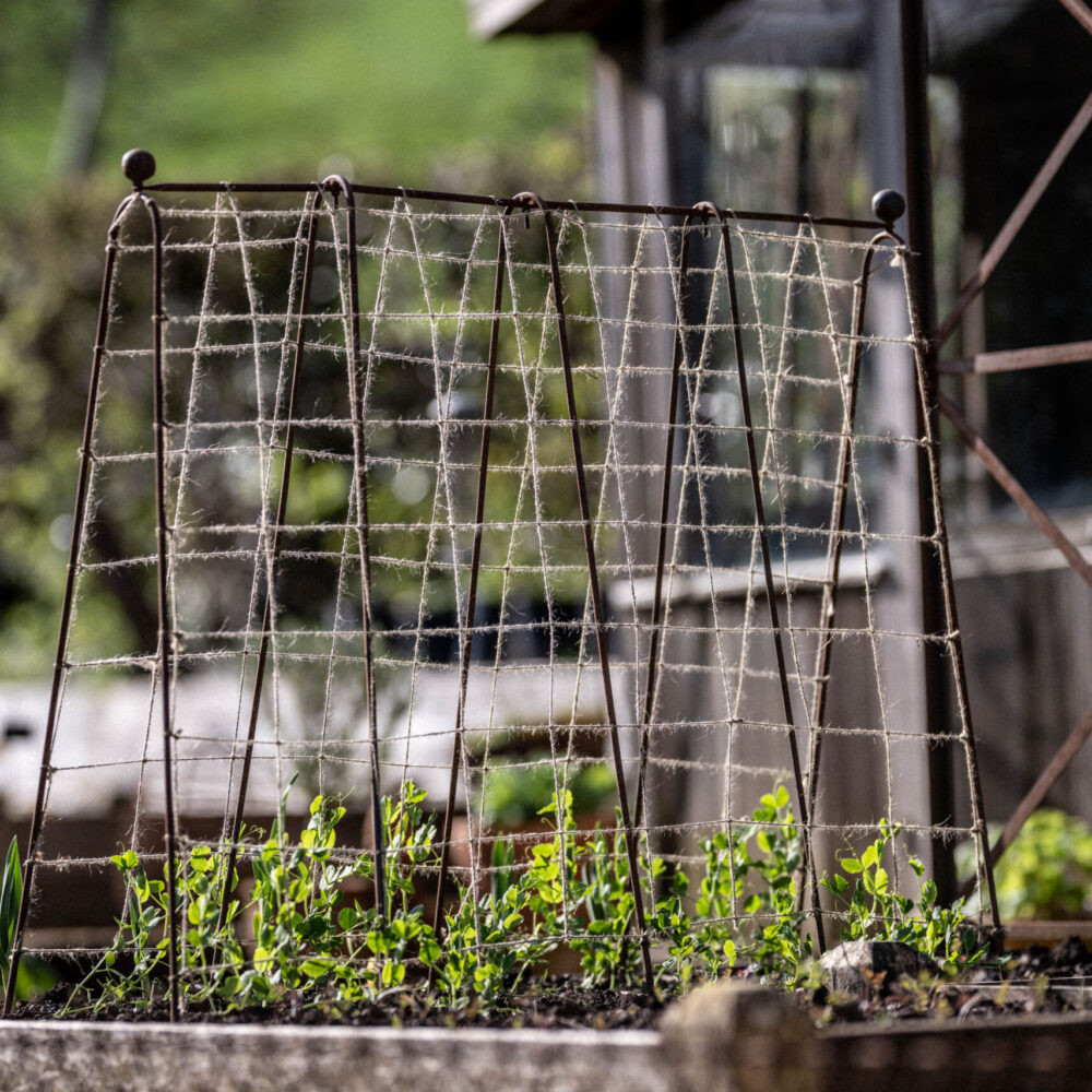 Pea Frame