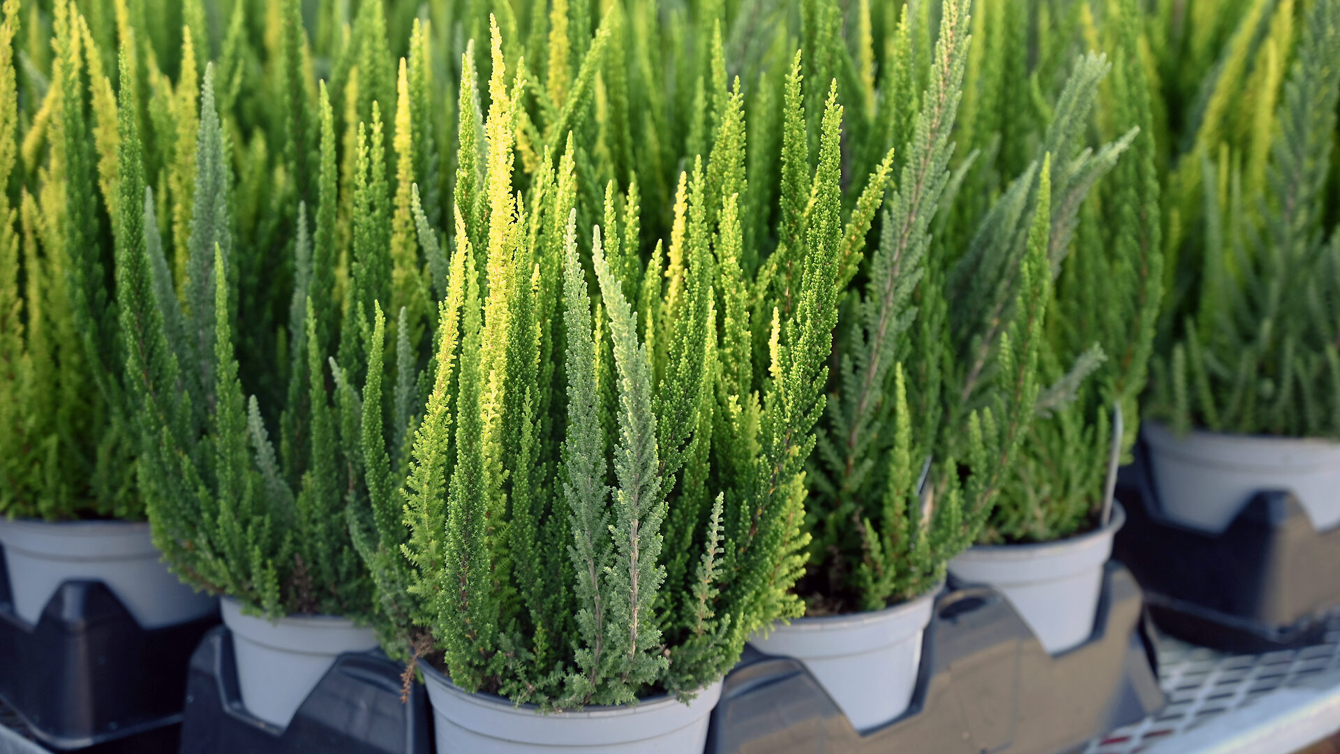 Calluna Vulgaris 'Skyline Trio Combo' - Detroit Garden Works