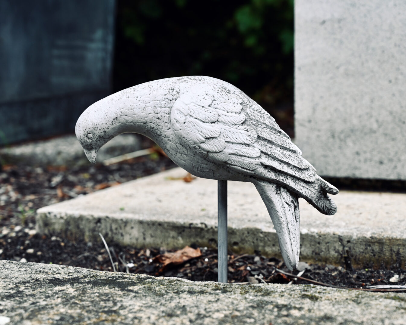 English Dove Sculpture