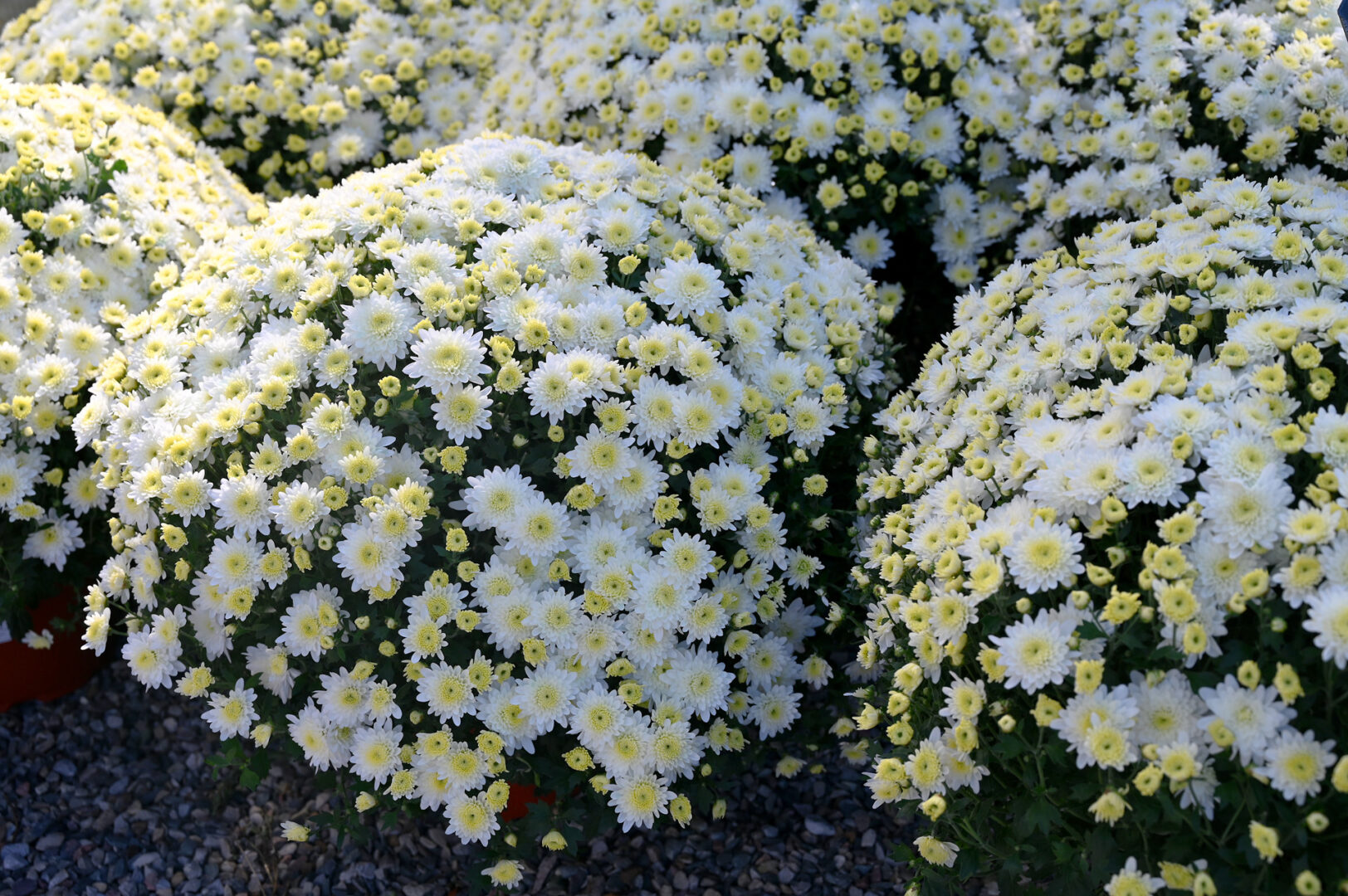 Detroit Garden Works