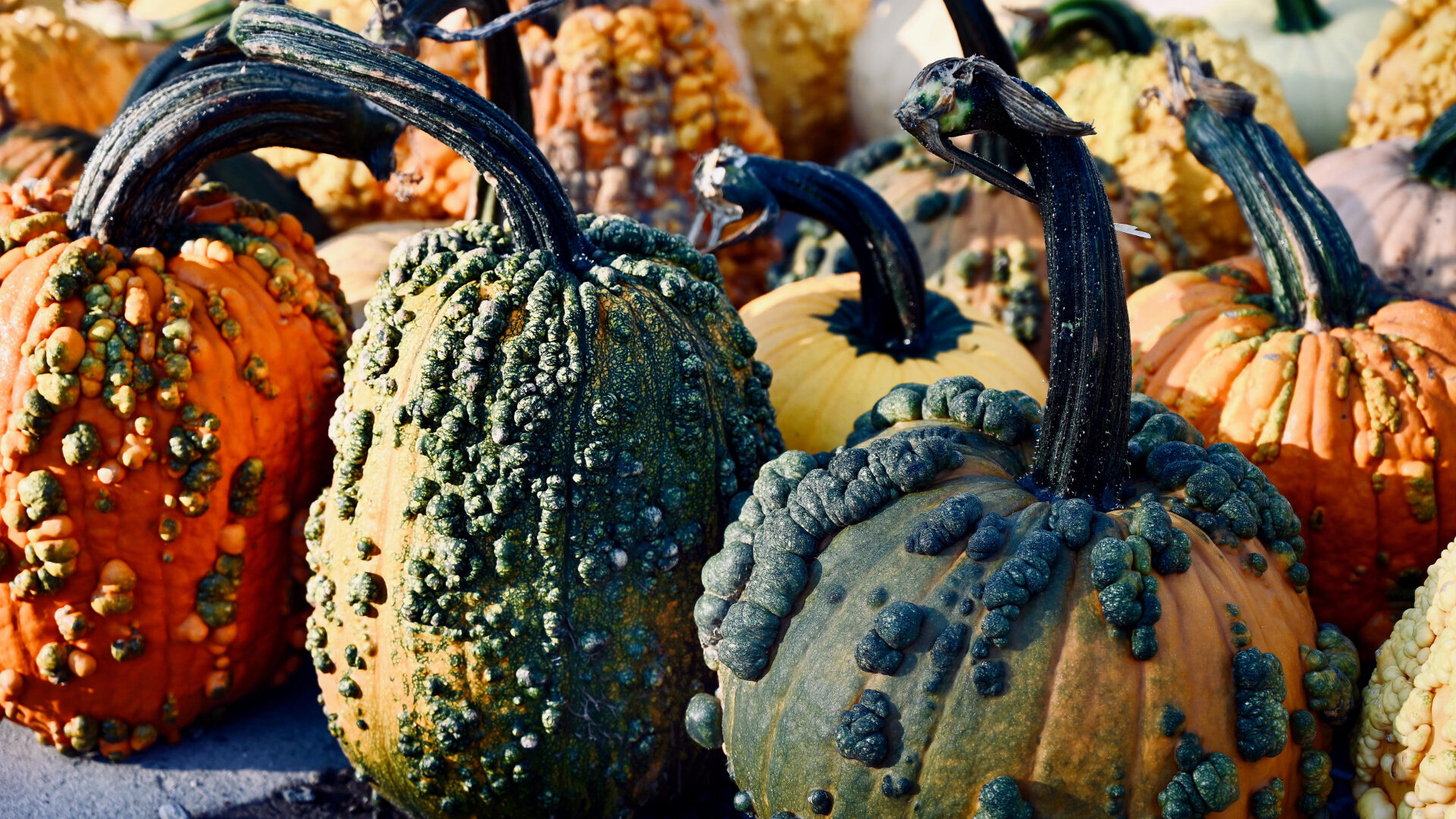 Stems, Curves & Warts, Oh My! - Detroit Garden Works