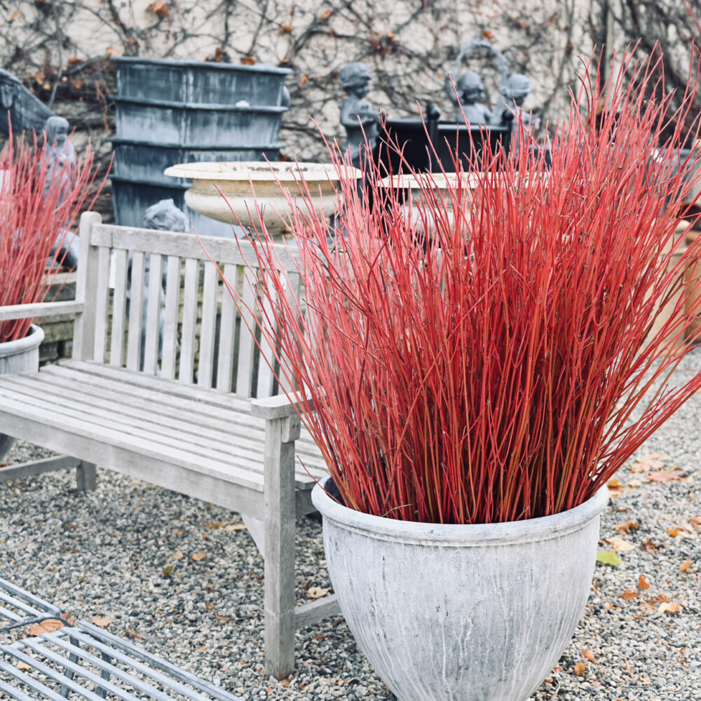 Fresh Cut Cardinal Dogwood Twigs