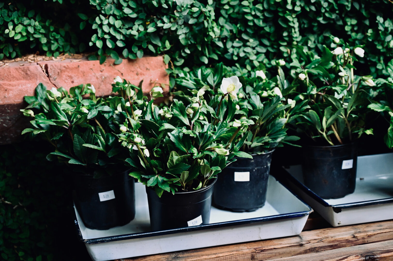 Detroit Garden Works