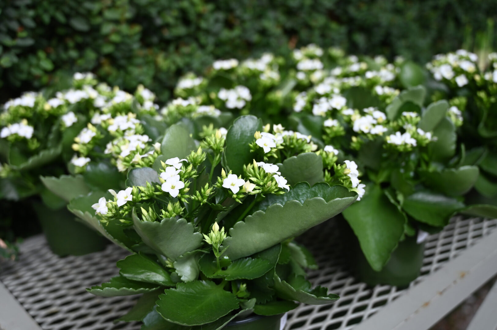 Detroit Garden Works