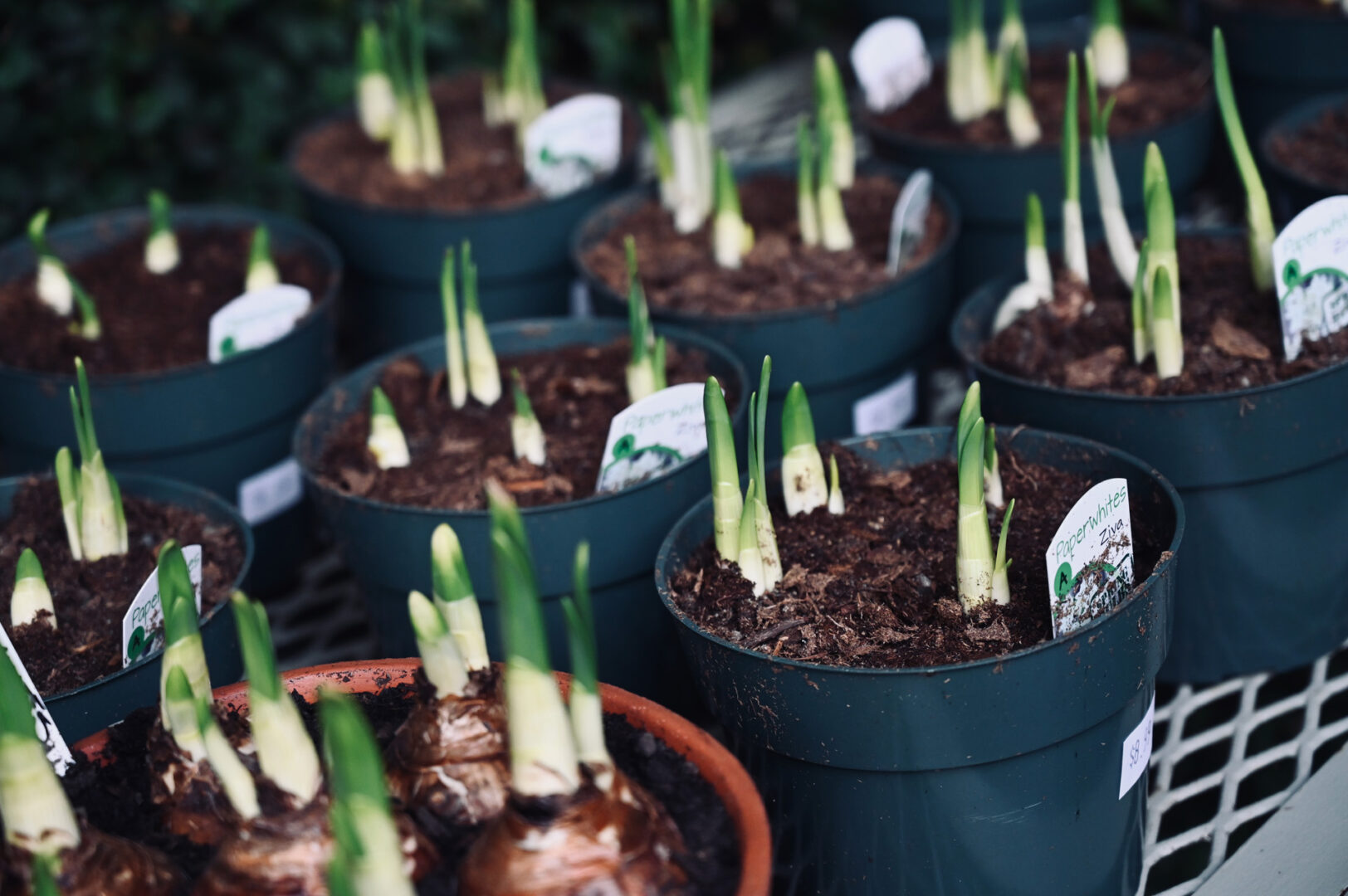 Detroit Garden Works