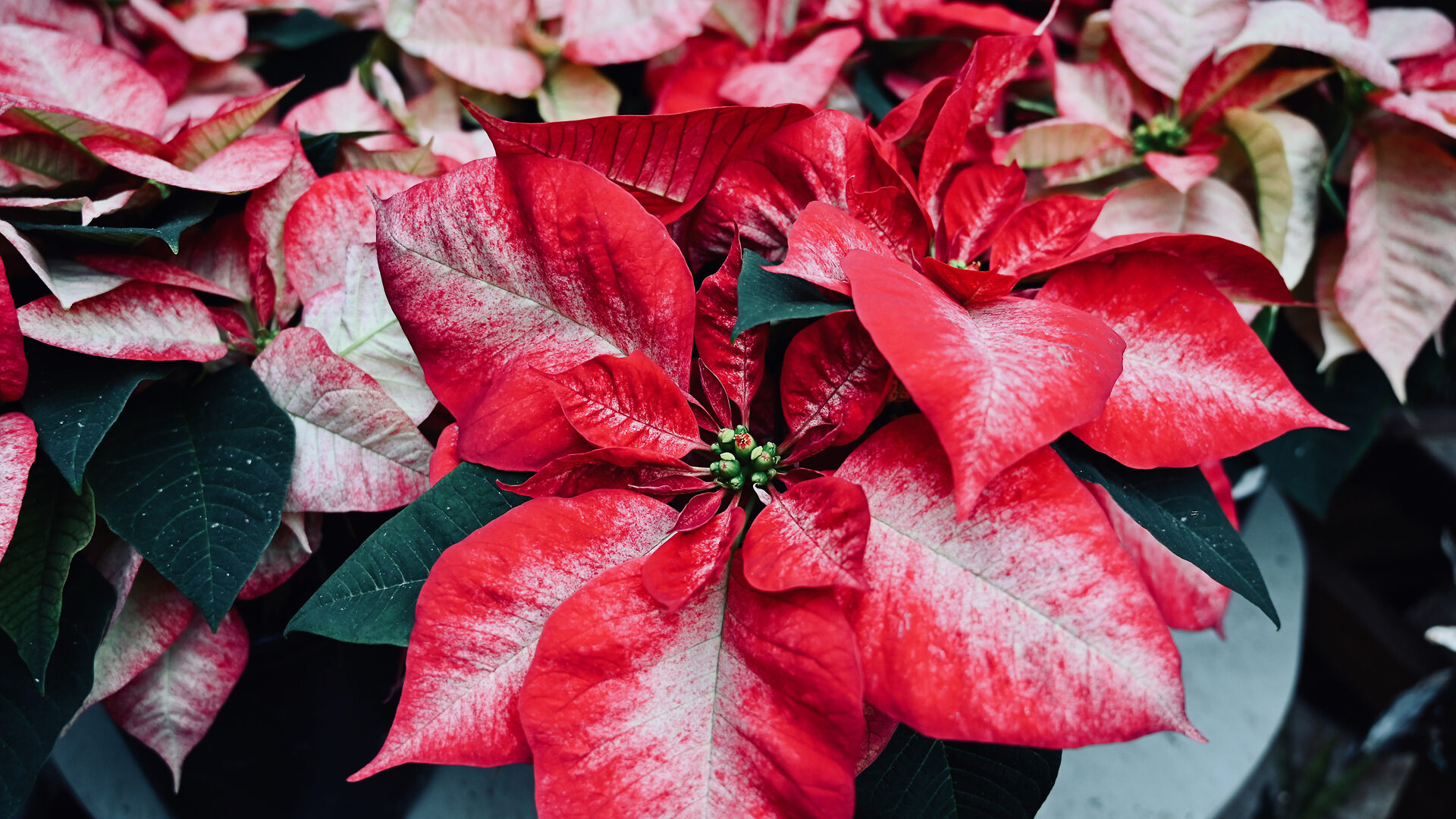 Picasso Poinsettia - Detroit Garden Works