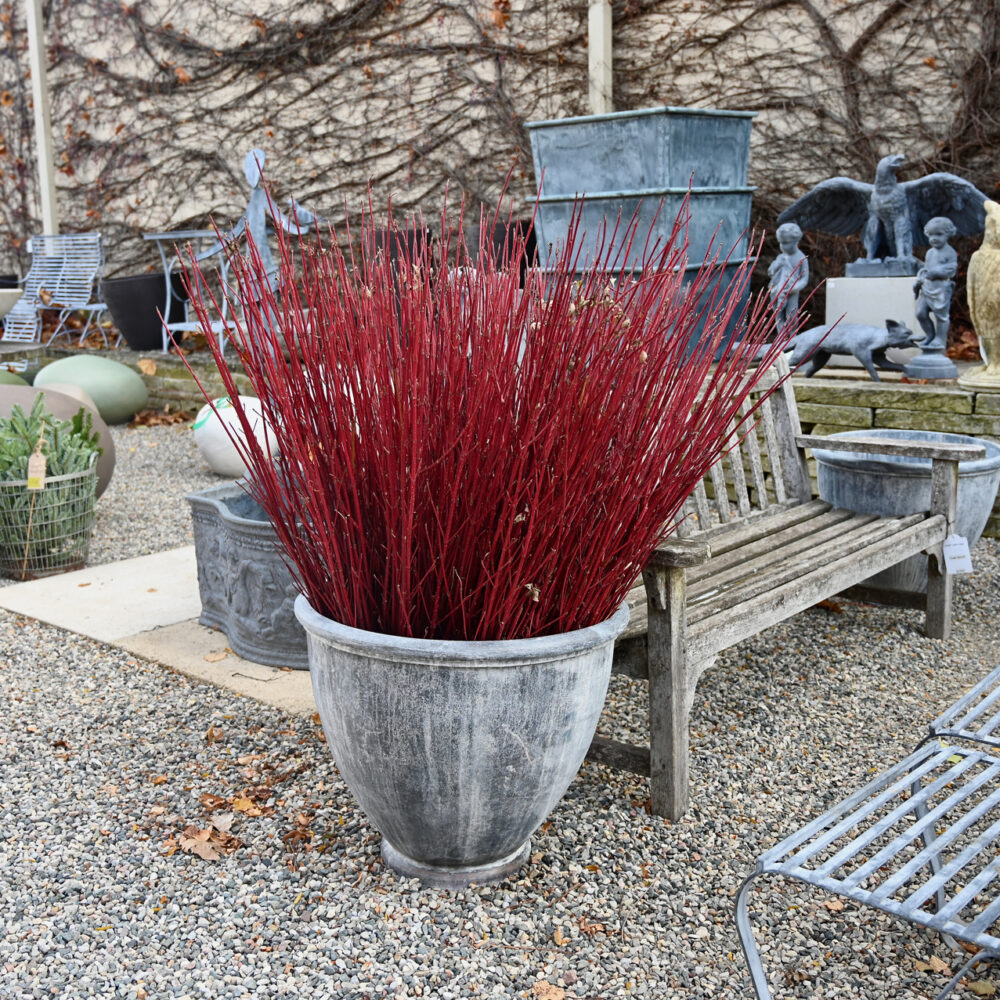 Fresh Cut Red Dogwood Twigs