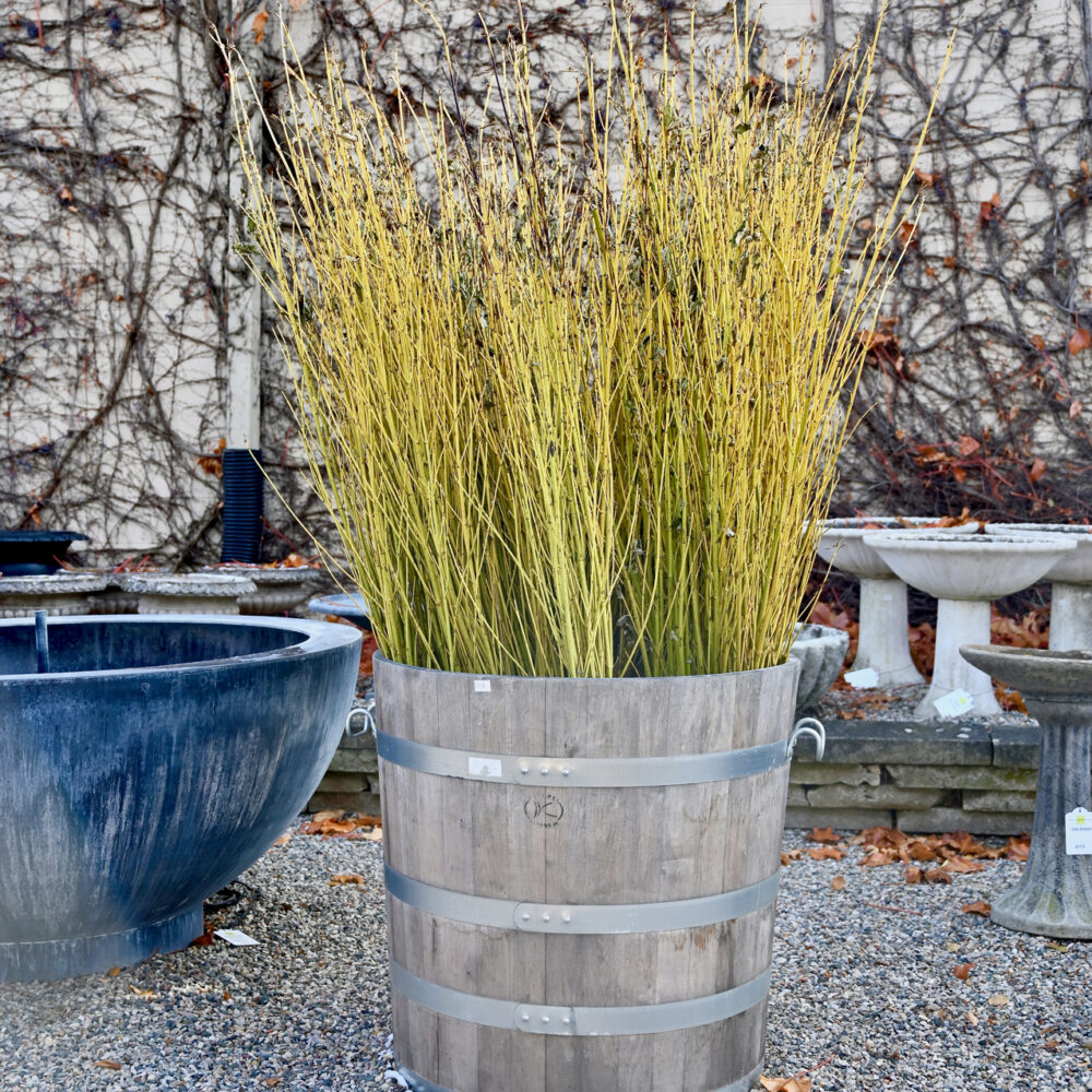 Fresh Cut Yellow Dogwood Twigs