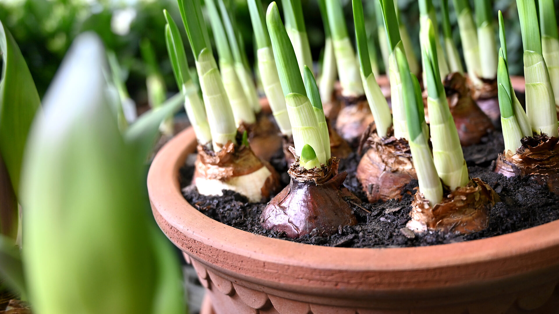 Paperwhites in a Copenhagen Pot - Detroit Garden Works